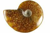 Polished Ammonite (Cleoniceras) Fossil - Madagascar #185292-1
